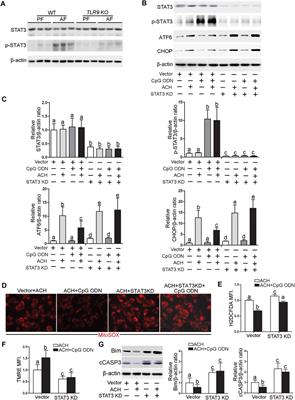 TLR9 Signaling Protects Alcohol-Induced Hepatic Oxidative Stress but Worsens Liver Inflammation in Mice